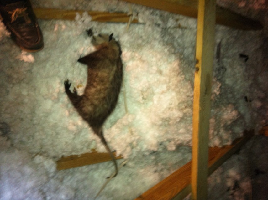 Centurian Wildlife Control | Orlando, FL | Raccoon Removal | Rat Removal |  Bat Control | Animal Control Experts